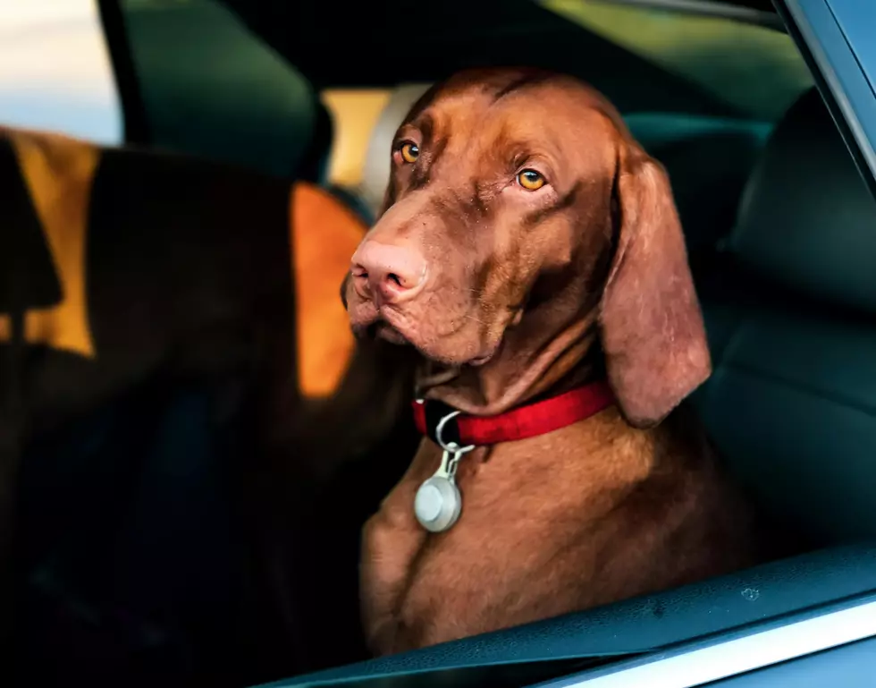 St. George Dangerous Heat Alert For Pets In Cars