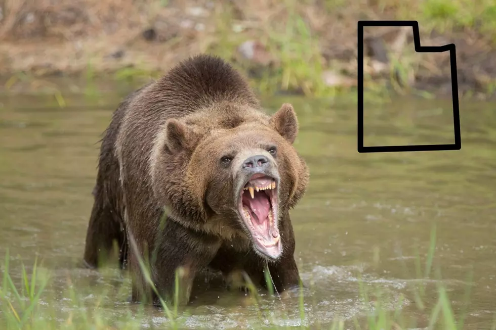 Grizzly Bear Attack Sparks Fear In Utah
