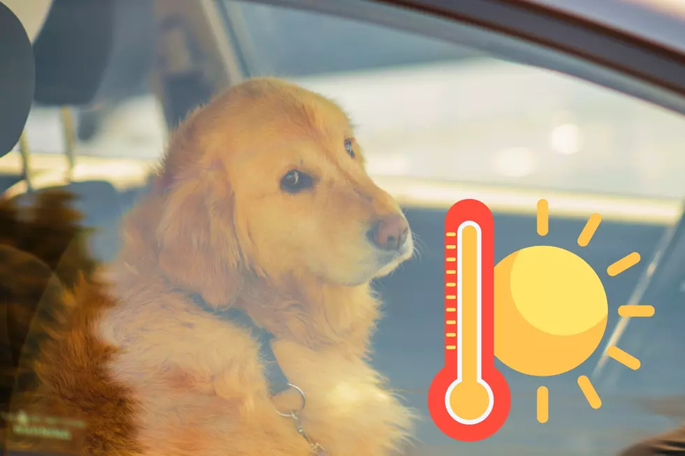 Beware: Hot Cars and Scorching Temperatures Can Kill Pets and Children in Southern Utah