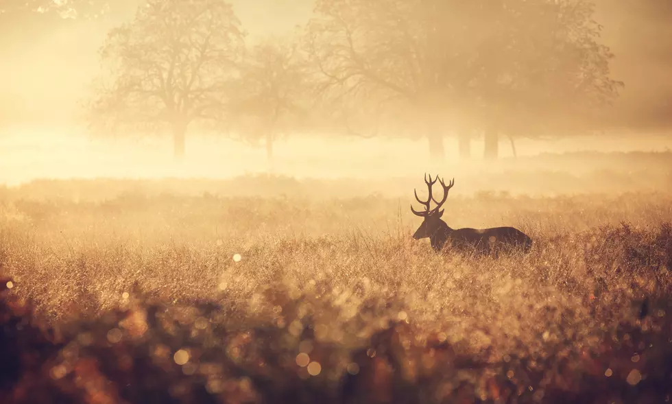 The Feds Allow How Much New Hunting Land in Utah?!