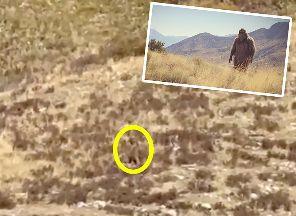 New photos of Bigfoot? Woman records something mysterious in Colorado