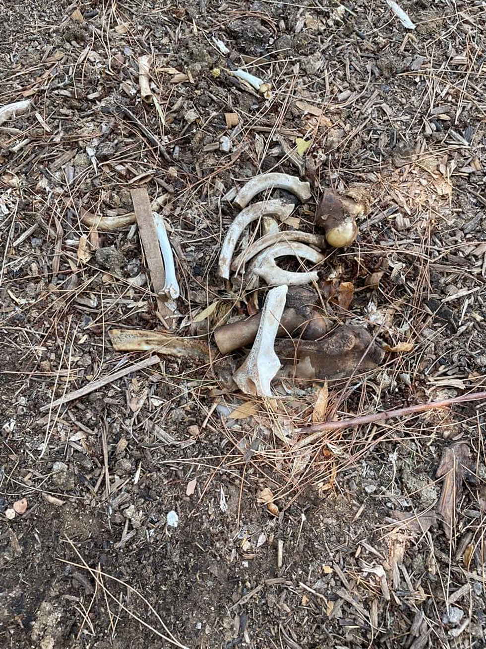 Hip Bones found in yard freak out St George homeowner