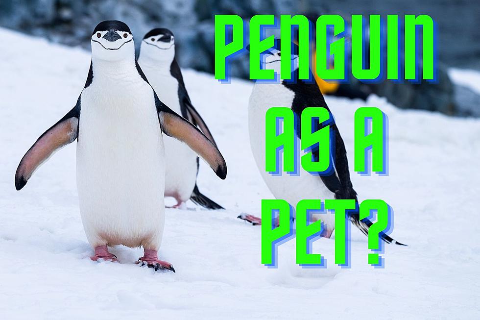 Utah Has Not Banned The Penguin As A Pet