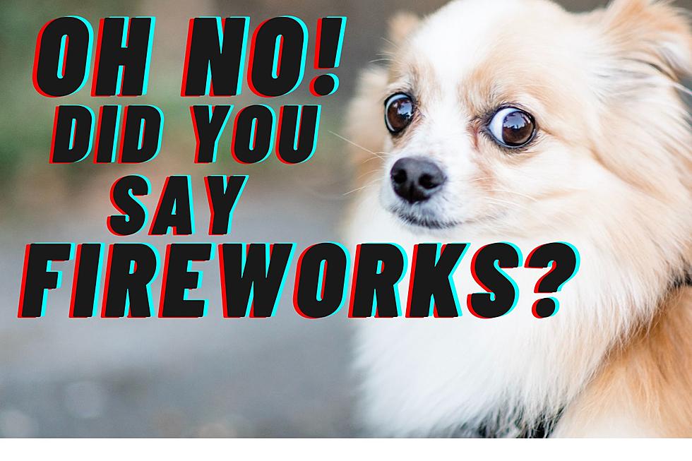 Help Your Dog Survive Fireworks Explosions in Utah
