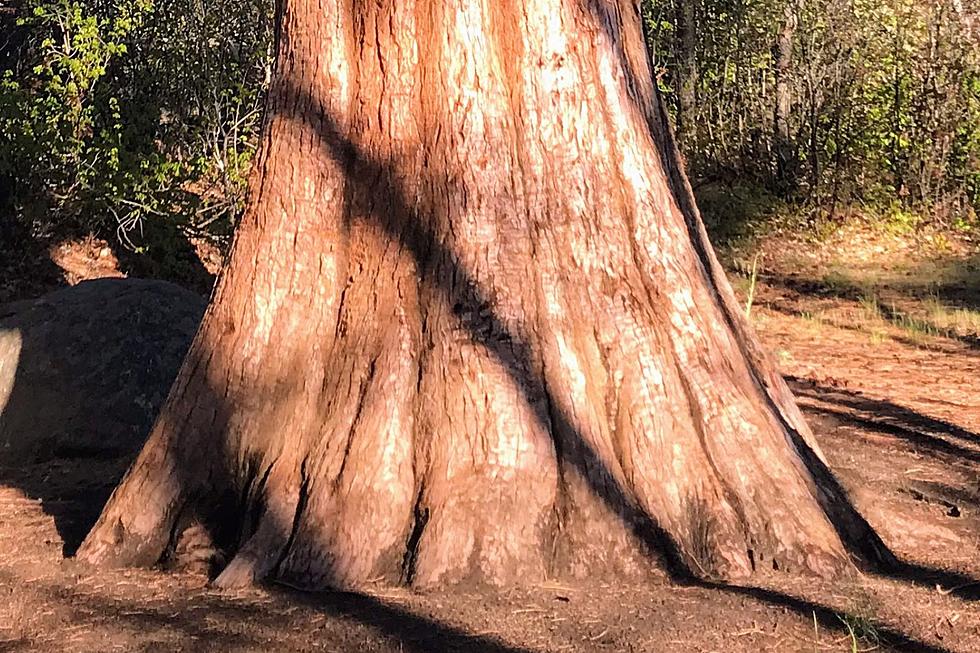 Giant Sequoia Found In California and…Browse Utah?