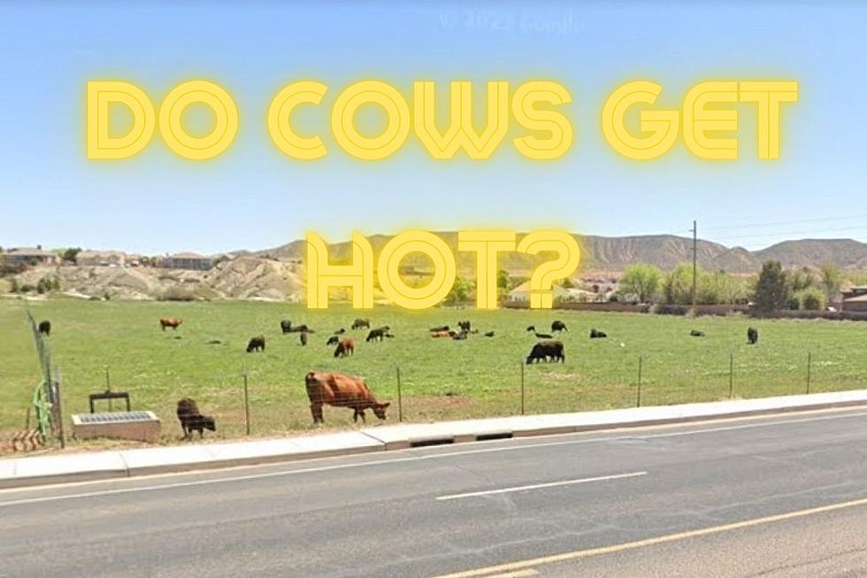 How Do Southern Utah Cows Cool Down?