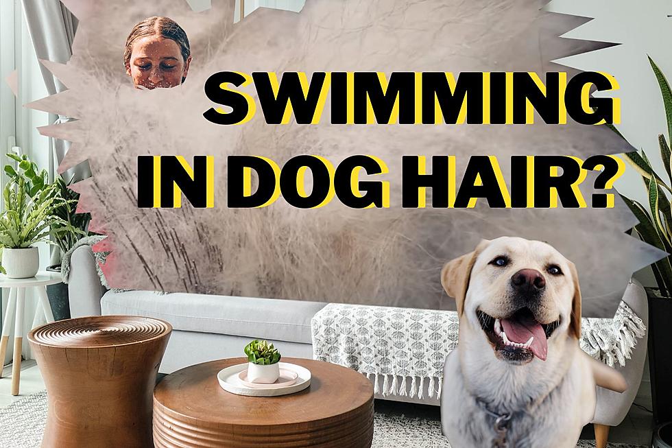 How To Win The Dog Hair Battle In Utah