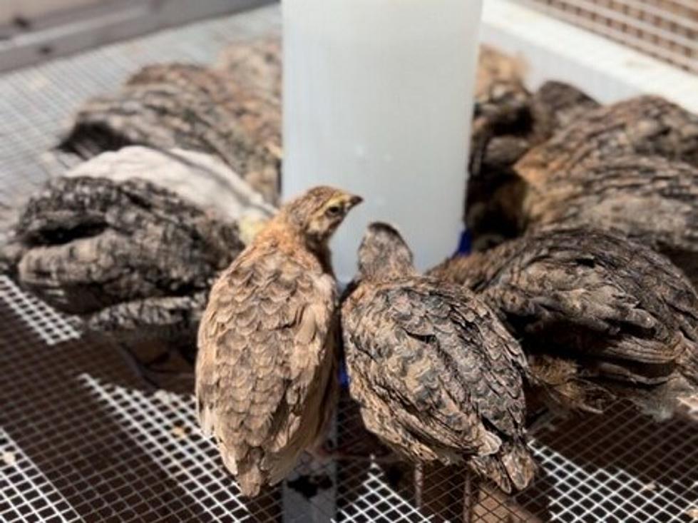What You Need To Know About Raising Quail In Utah