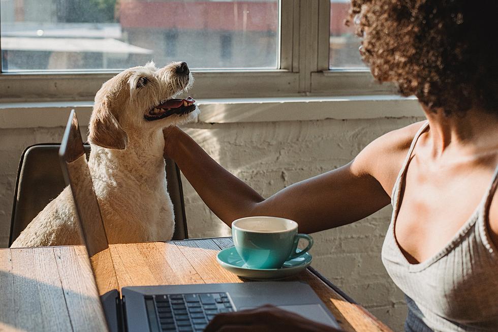 More Dogs At Work In Utah Might Be Life-Changing