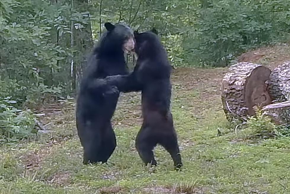 “Why Do Bears Dance?” Happening Now In Utah Mountains