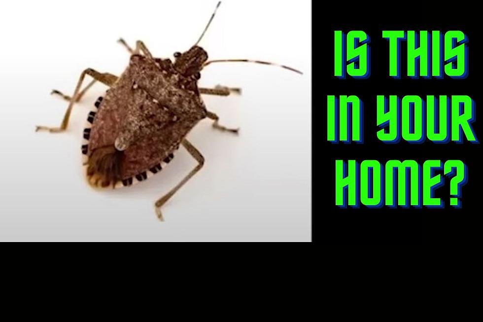 Don’t Squish This Invasive Bug in Utah