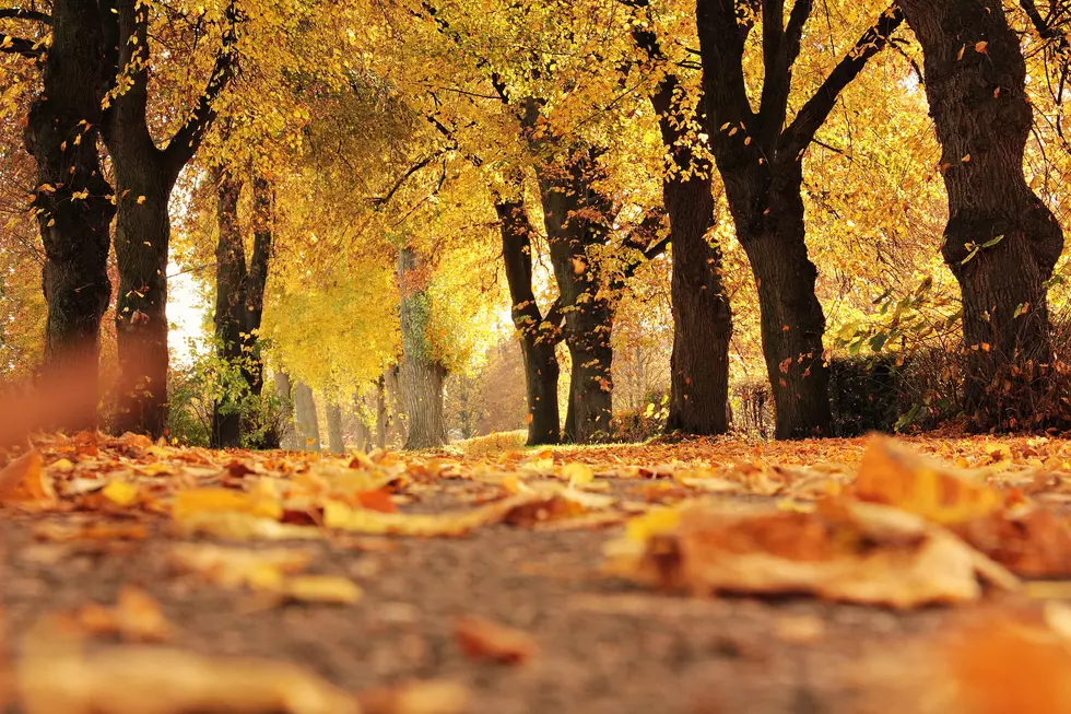 Photo by Pixabay: https://www.pexels.com/photo/dirt-road-cover-by-dried-leaves-235721/