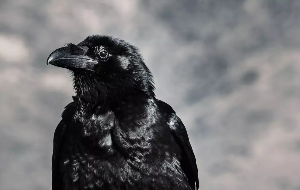 Photo by Tom Swinnen: https://www.pexels.com/photo/selective-focus-photograph-of-black-crow-946344/