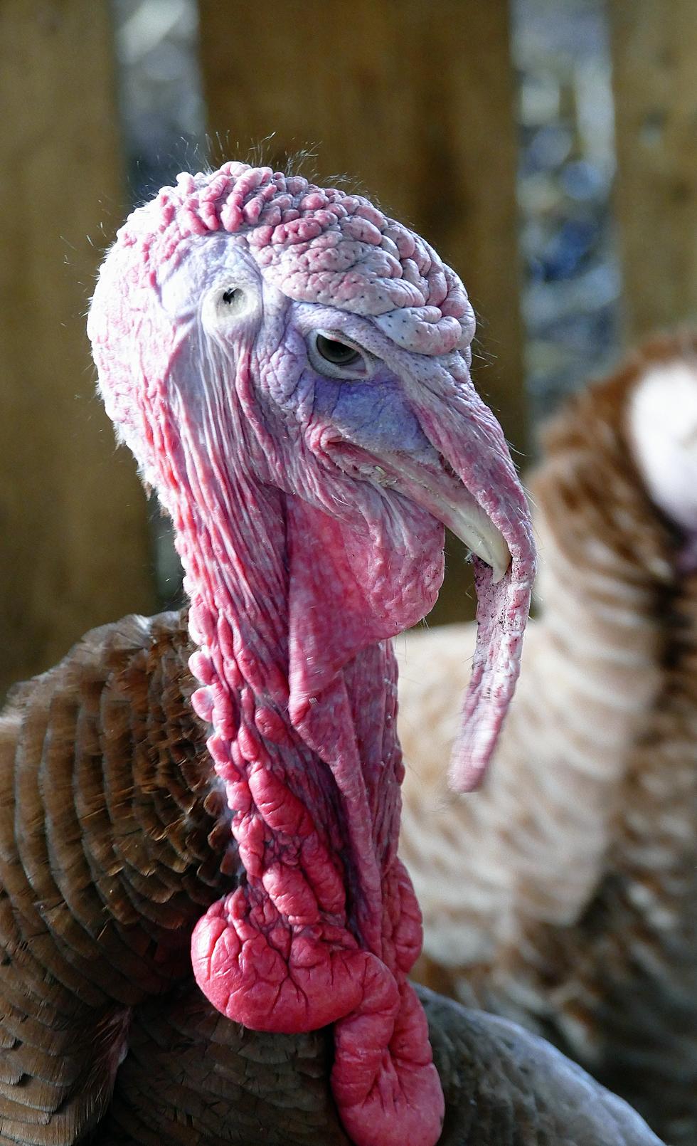 Oh Great! 9 Traumatizing Places To Celebrate Thanksgiving