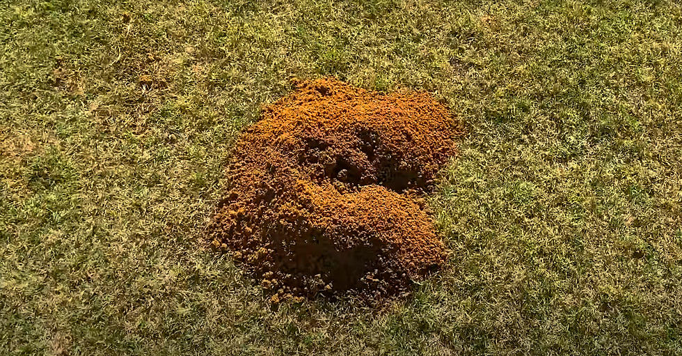 Dirt Mounds In Your Grass? Meet Your New Utah Neighbor