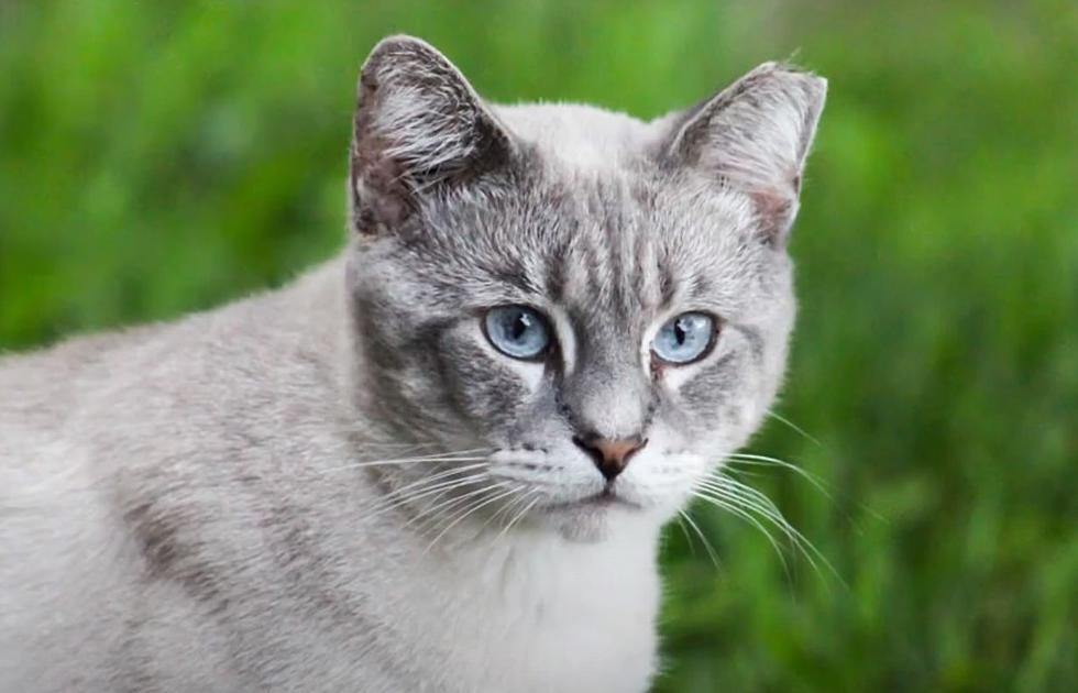 Utah Cats Missing Part of Their Ears: Here's Why
