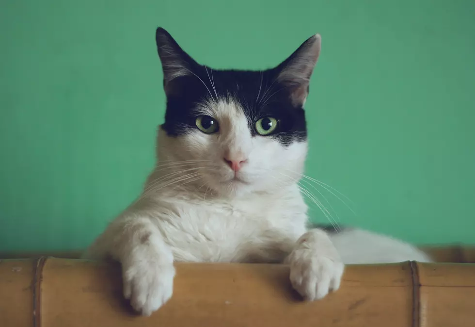 Photo by Manja Vitolic on Unsplash