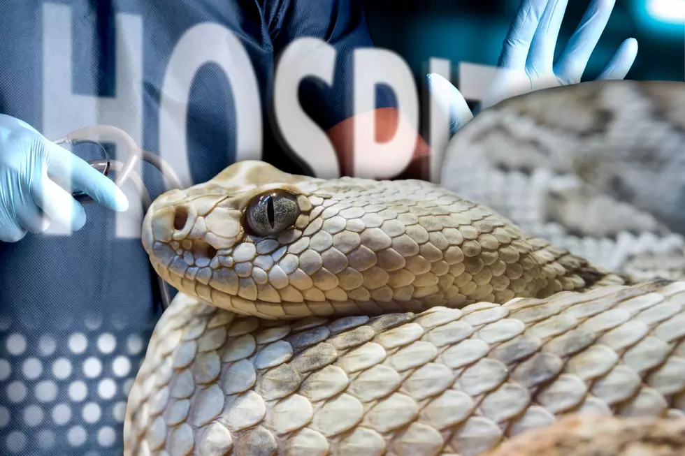 Don’t Bring Snake Into Hospital if Bitten in Utah