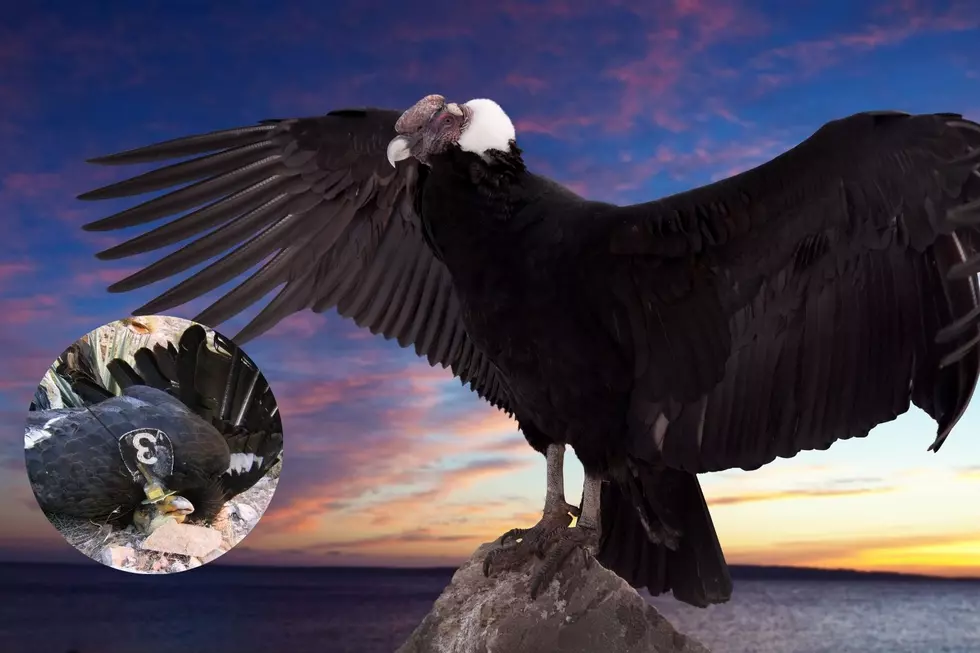Amazing Story of Heroes Rescuing California Condors Poisoned in U
