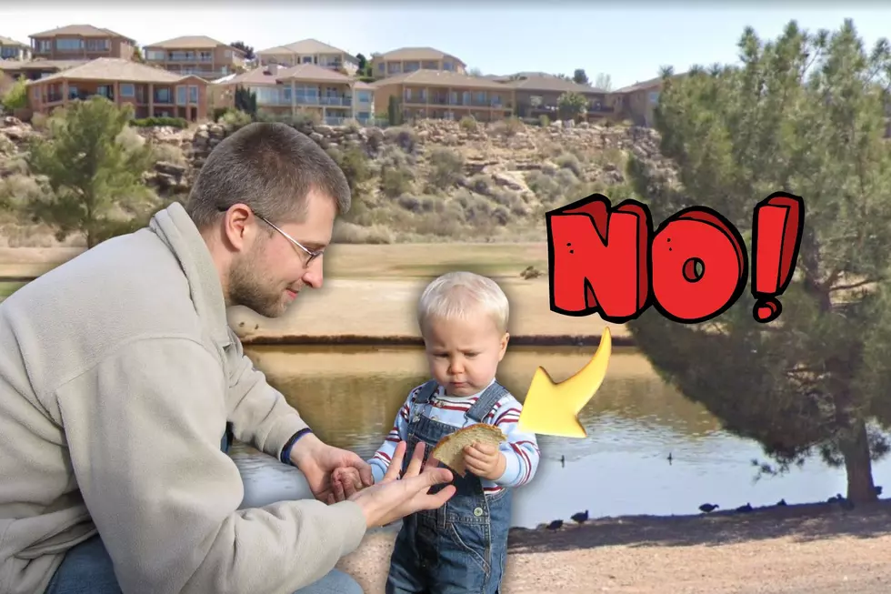 How to Starve Ducks By Feeding Them in Southern Utah
