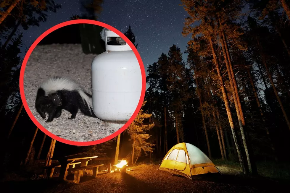 Great Basin’s Camp Skunk: A Hilarious Camping Mishap Reveal