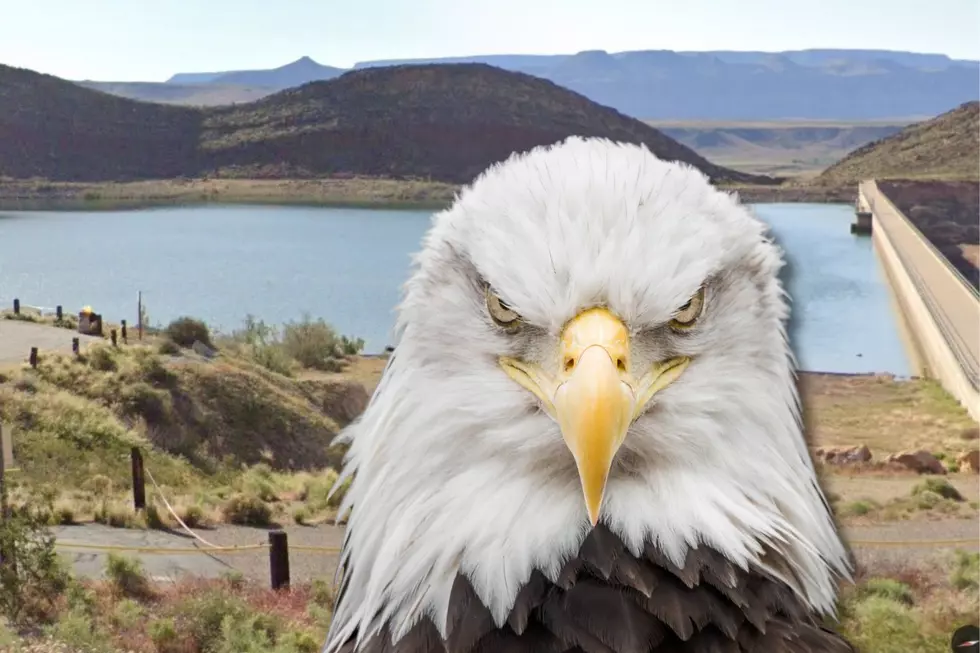 Where in Southern Utah Could You See a Bald Eagle?