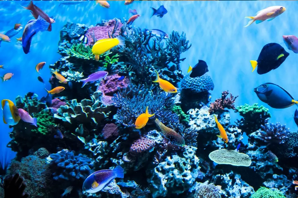 Fish Tank Part 2