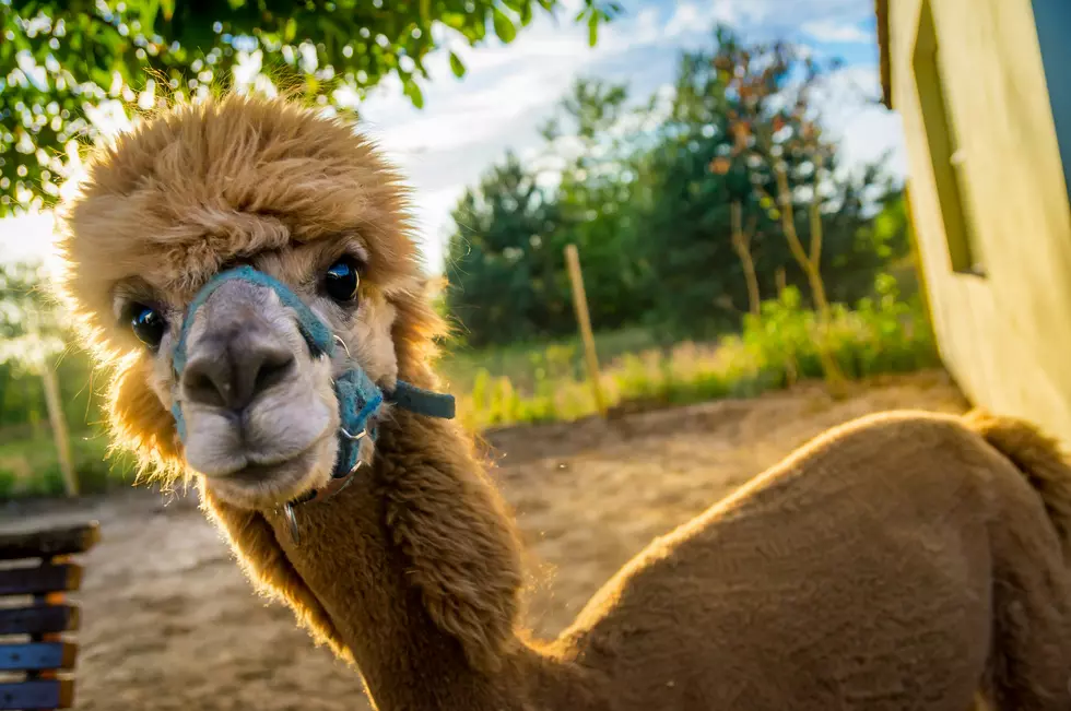 Alpaca looking at the camera