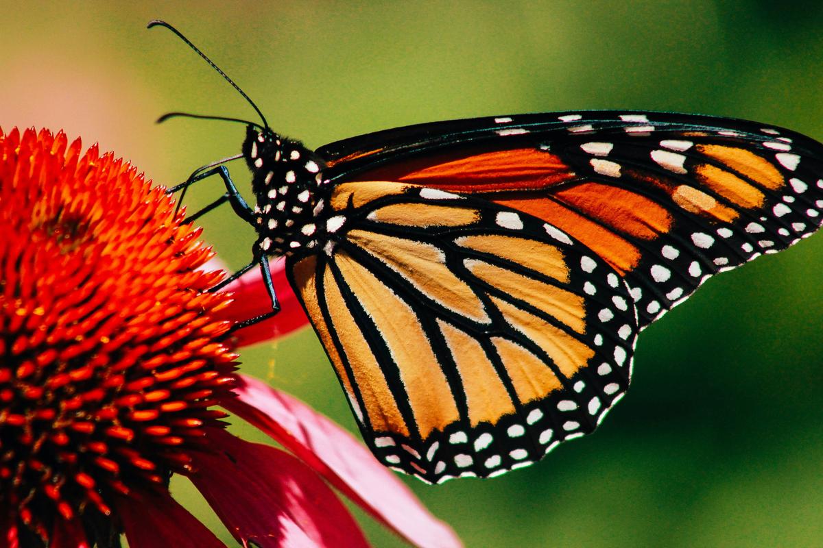 Good News For Monarchs And How Utah Can Help