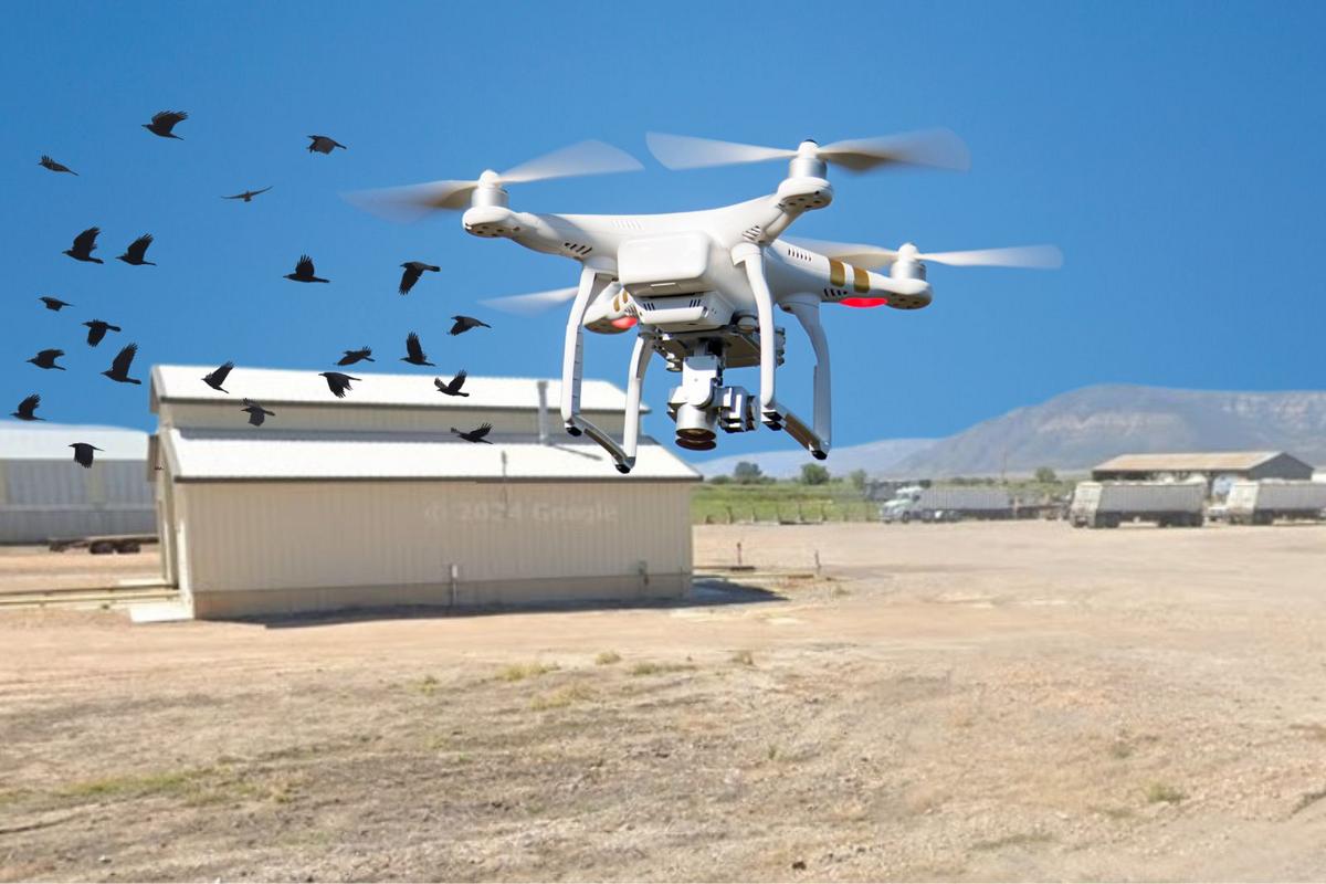 Does Utah Need Drones And Lasers to Battle Bird Flu?