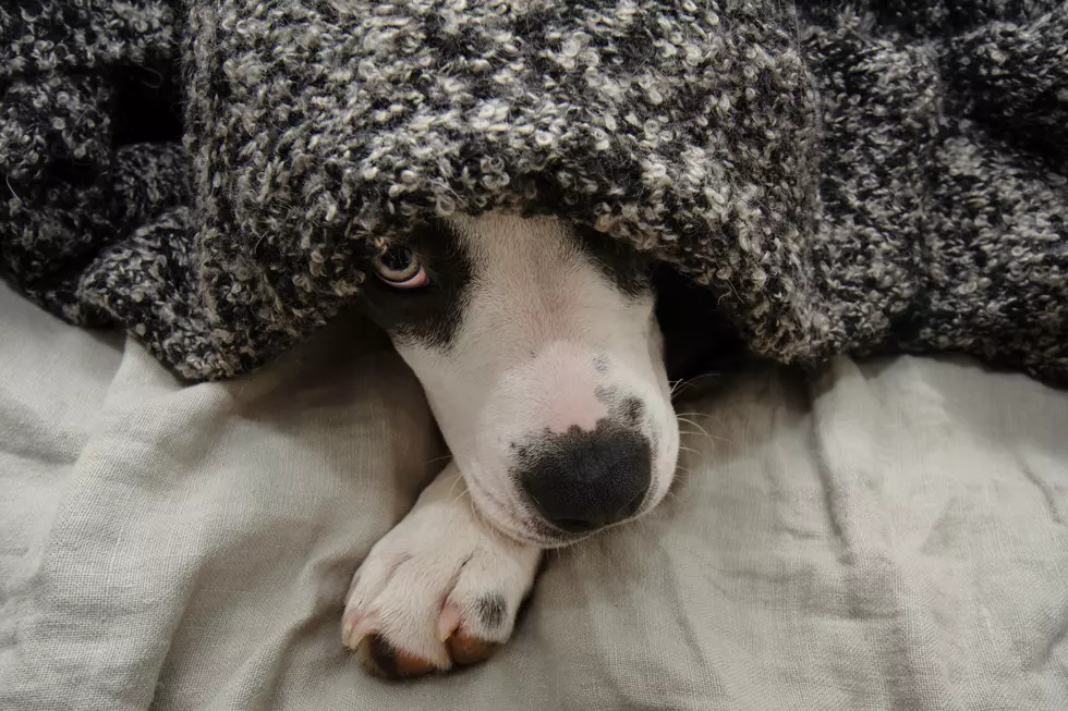 Pets Sensing Evil Beings In Utah Homes: Insights From A Catholic Exorcist