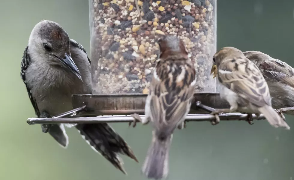 Bird behavior can tell you about a change in weather. blightylad-infocus