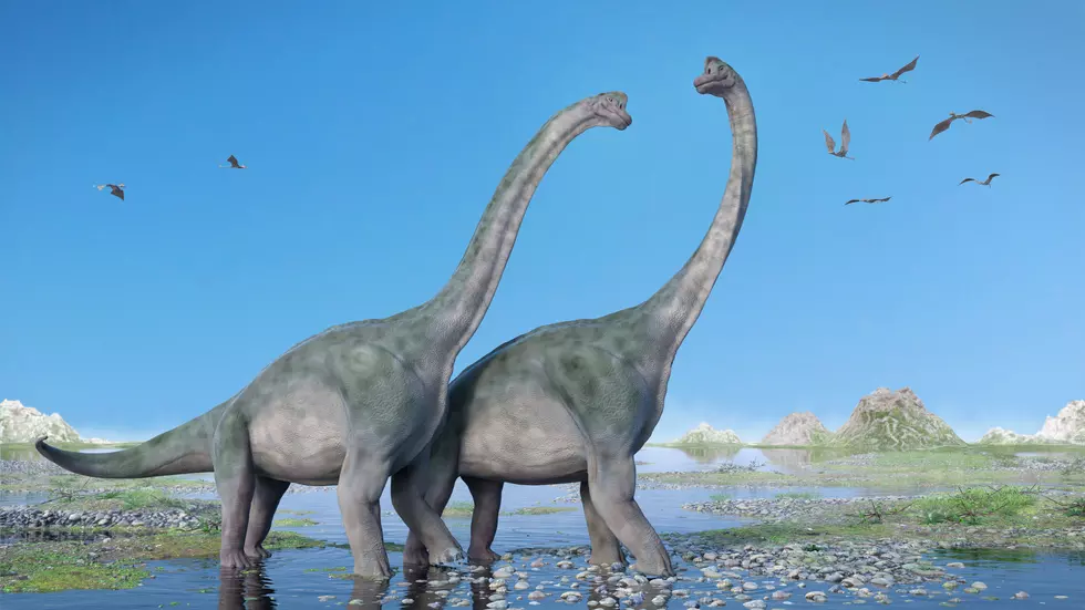The Dystrophaeus is a long neck dinosaur. dottedhippo