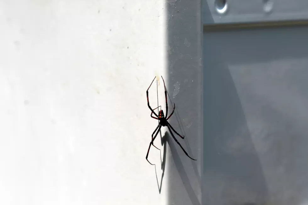 These spiders should be removed from high traffic areas. PamSchodt