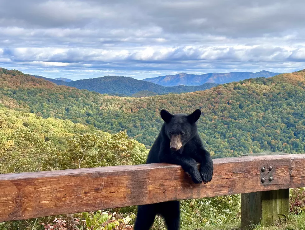 Bears are noticed more in the fall because they are hungry. Getty Images
