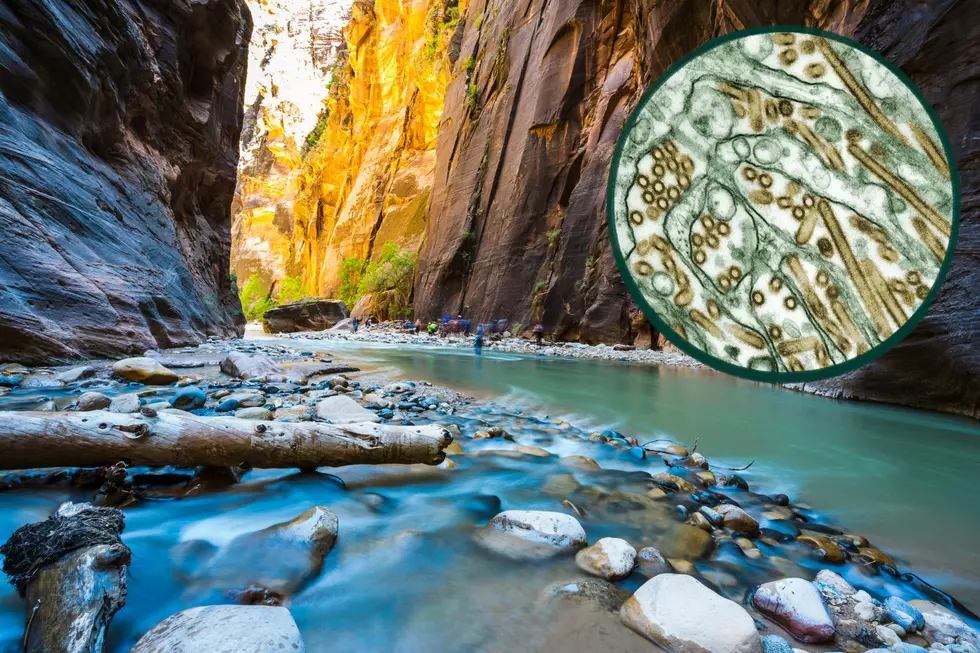 Toxic Algae Threatens Swimmers And Dogs In Virgin River At Zion