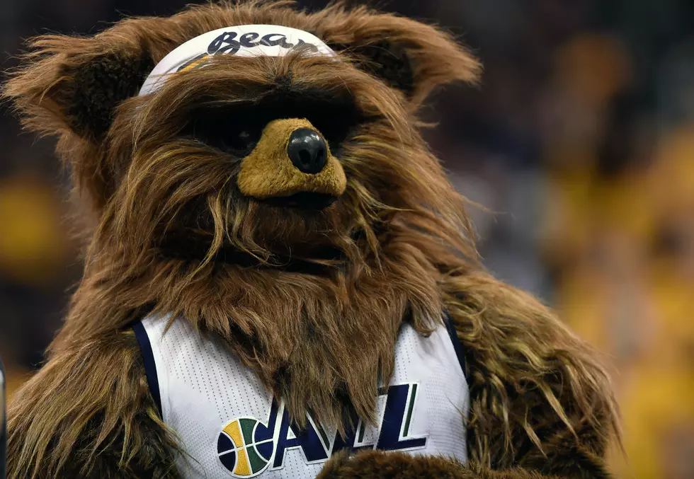Utah Bears Doubling Down On Town Visits, Wildlife Official Explanation Plus 3 More Ideas