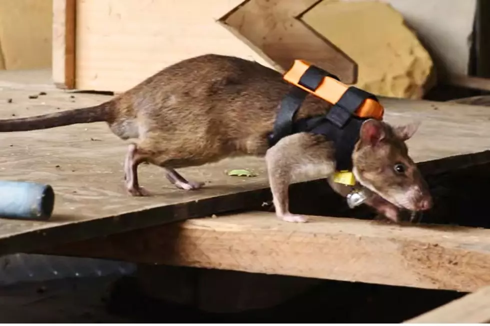 Rescue Rats With Backpacks Find Earthquake Survivors Thanks to BYU Engineering Students