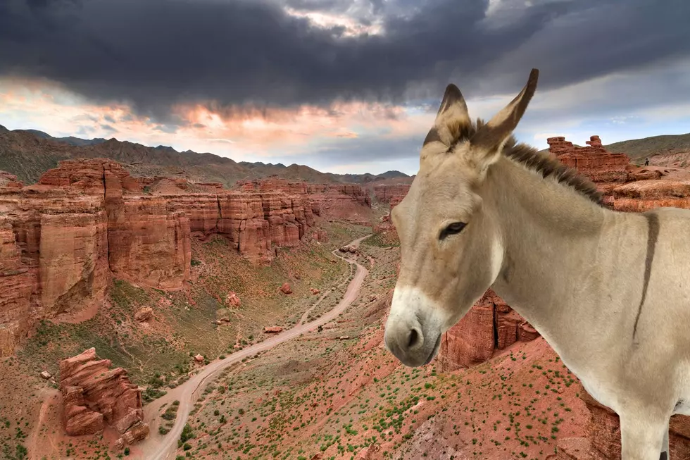 This Grand Canyon Movie Star Escapes Another Sad Ending
