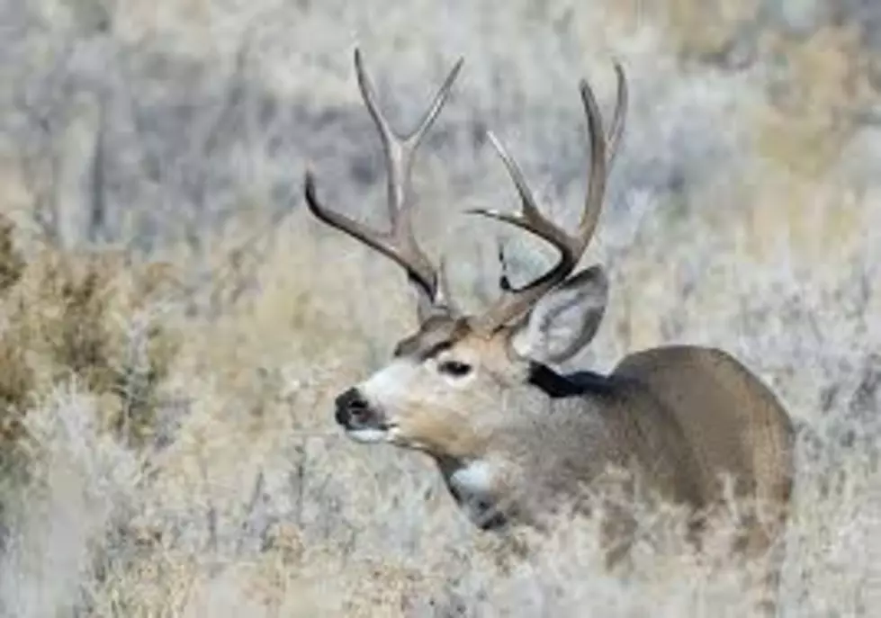 Drought Conditions Effect Deer And Elk Herds