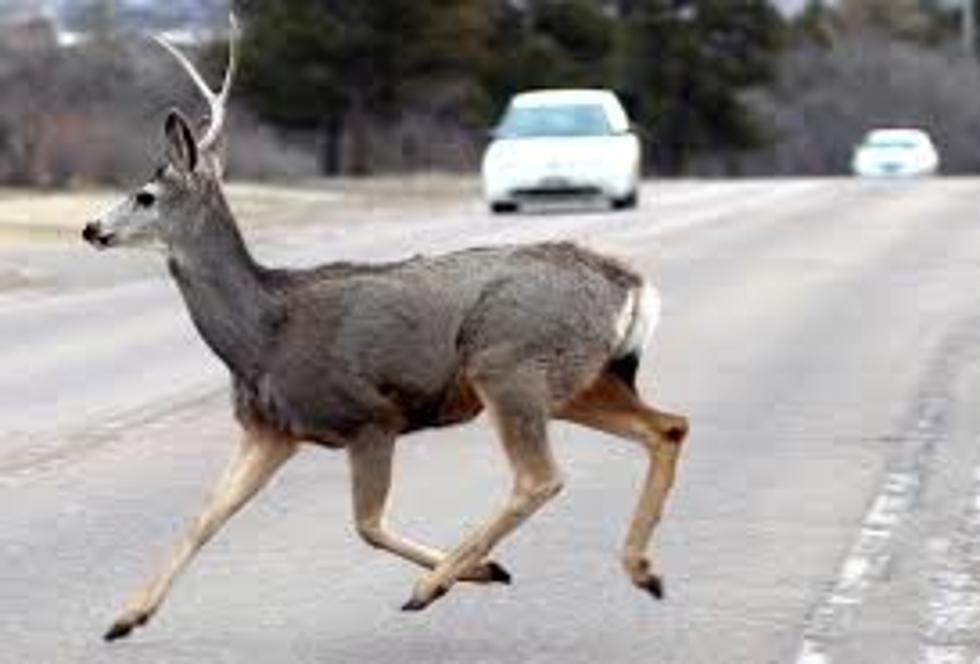 Reducing Wildlife Collisions: Utah DWR’s Measures For Safer Roads