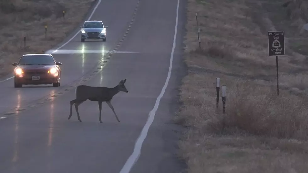 Bag Your Deer In The Hunt, Not In Your Vehicle
