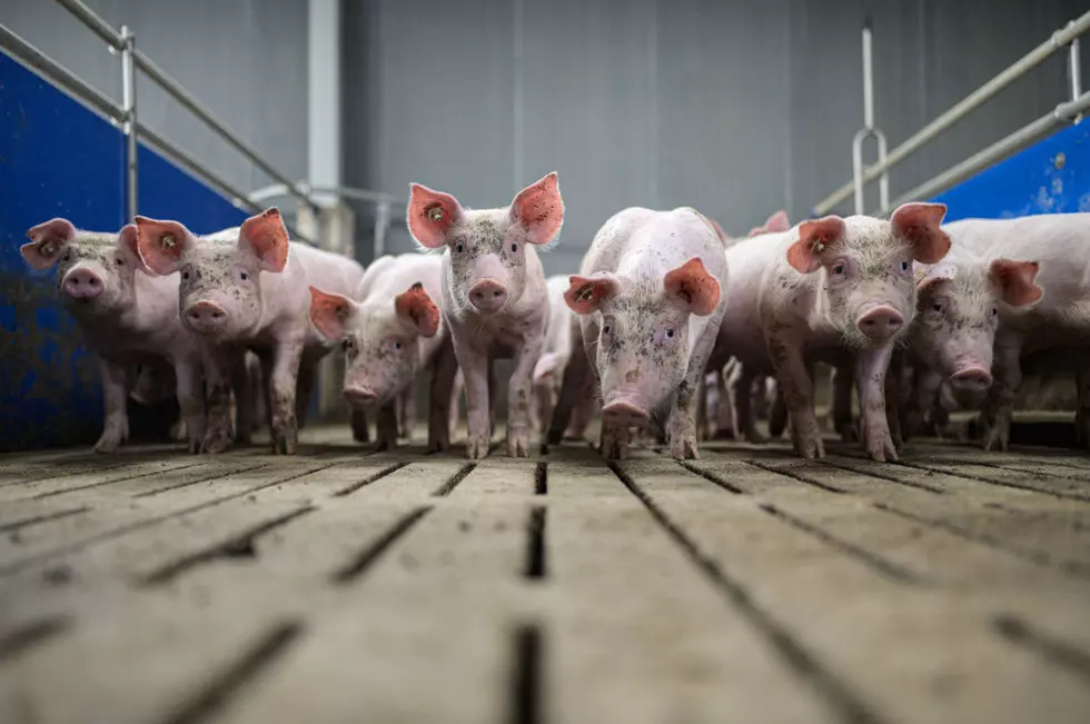 Activists Found Not Guilty In Piglet Trial