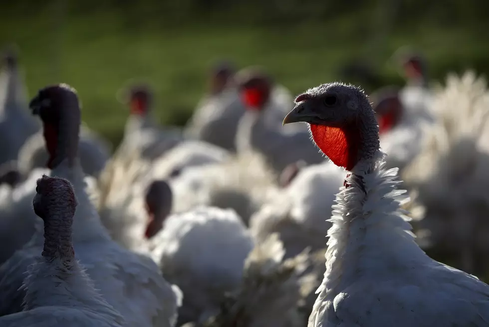 Thousands Of Turkeys Euthanized Due To Flu Outbreak