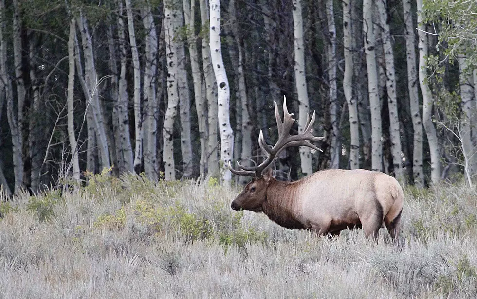 Wildlife Board Approves Changes To Elk Management Plan