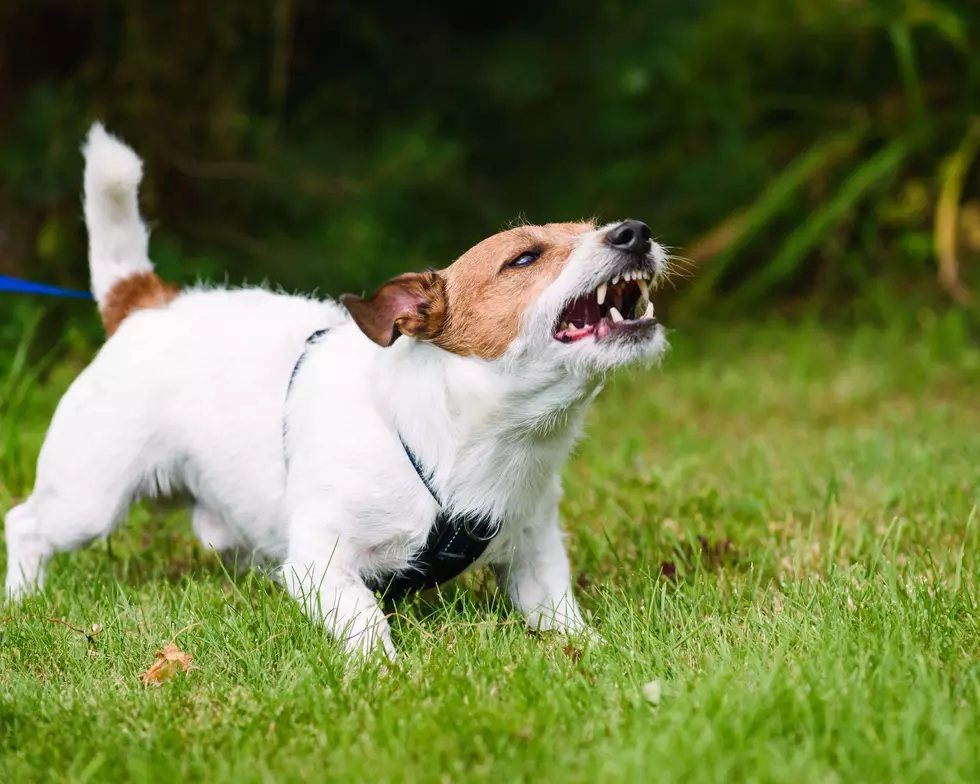 DWR Reminds: Don’t Let Your Dogs Harass Wildlife