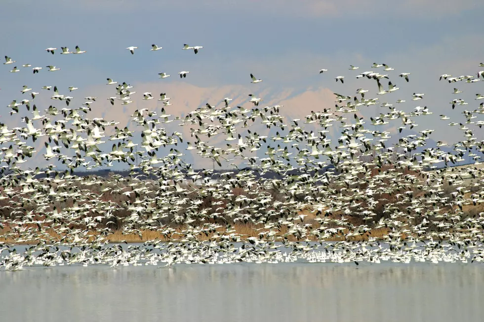 It&#8217;s Time To Gander At Some Geese