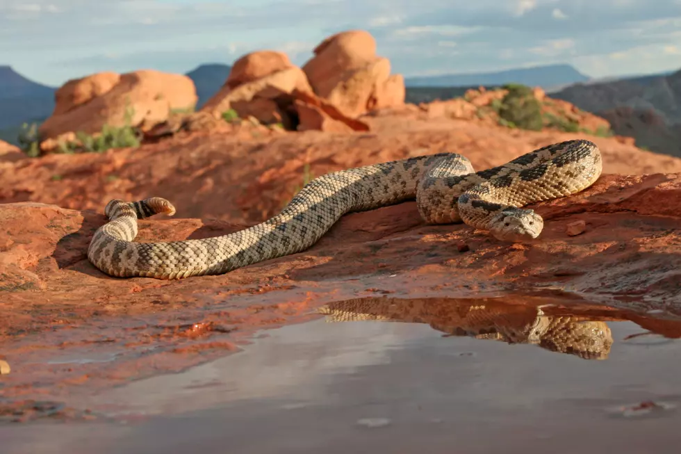 Courtesy Utah Division of wildlife Resources