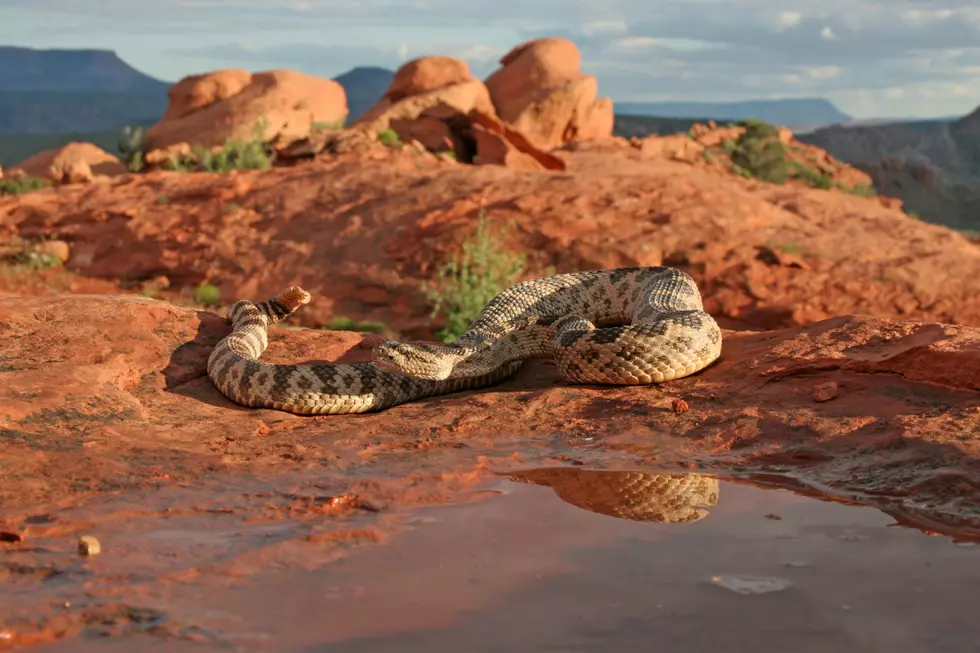 Courtesy Utah Division of Wildlife Resources