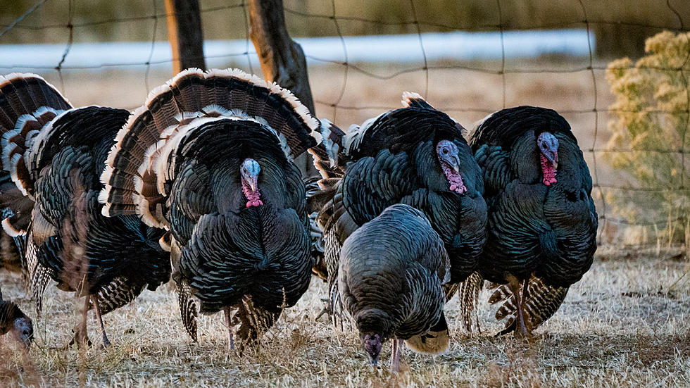 Spring Turkey Hunts Set To Begin